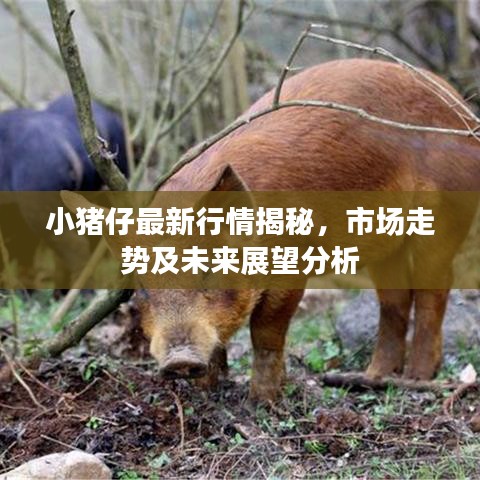 小豬仔最新行情揭秘，市場(chǎng)走勢(shì)及未來(lái)展望分析