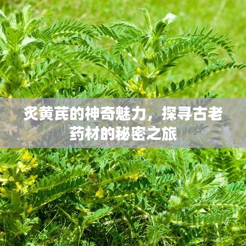 炙黃芪的神奇魅力，探尋古老藥材的秘密之旅