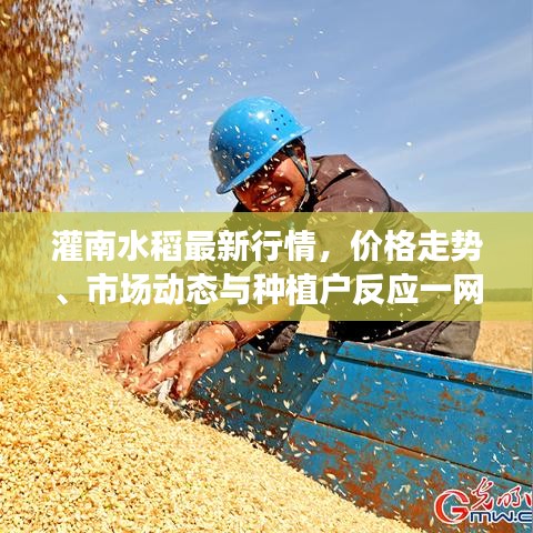 灌南水稻最新行情，價格走勢、市場動態(tài)與種植戶反應(yīng)一網(wǎng)打盡！