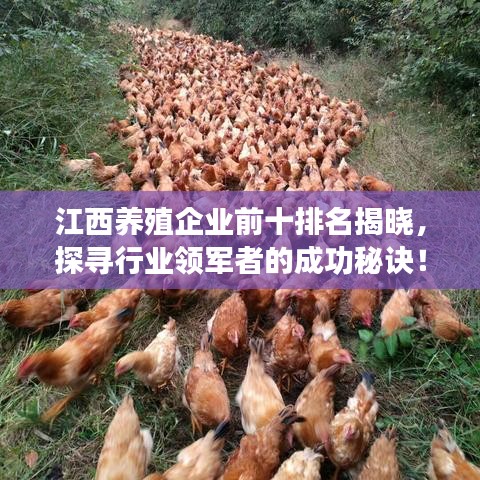 江西養(yǎng)殖企業(yè)前十排名揭曉，探尋行業(yè)領(lǐng)軍者的成功秘訣！
