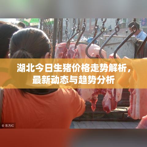 湖北今日生豬價格走勢解析，最新動態(tài)與趨勢分析