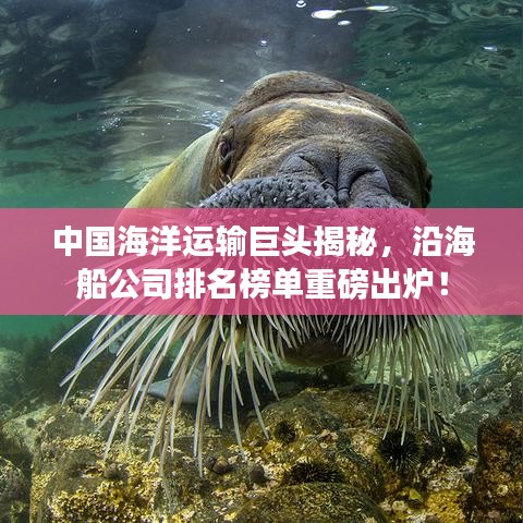 中國(guó)海洋運(yùn)輸巨頭揭秘，沿海船公司排名榜單重磅出爐！