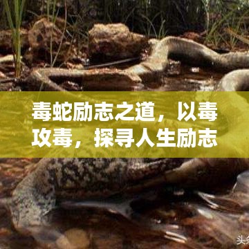 毒蛇勵志之道，以毒攻毒，探尋人生勵志真諦