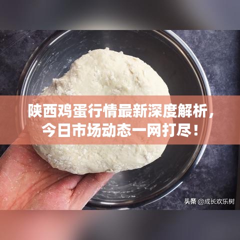 陜西雞蛋行情最新深度解析，今日市場動態(tài)一網(wǎng)打盡！