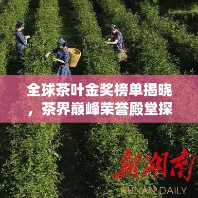 全球茶葉金獎榜單揭曉，茶界巔峰榮譽(yù)殿堂探尋