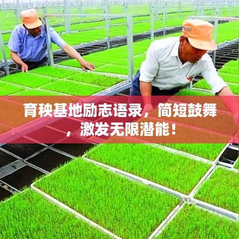 育秧基地勵志語錄，簡短鼓舞，激發(fā)無限潛能！