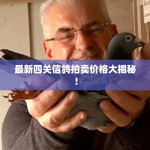 最新四關(guān)信鴿拍賣(mài)價(jià)格大揭秘！
