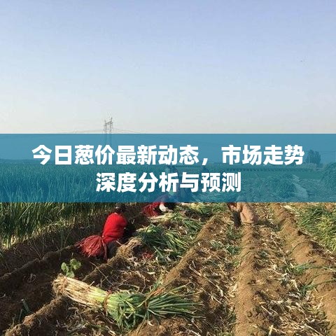 今日蔥價(jià)最新動(dòng)態(tài)，市場(chǎng)走勢(shì)深度分析與預(yù)測(cè)