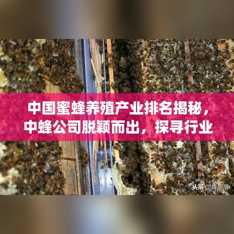 中國蜜蜂養(yǎng)殖產(chǎn)業(yè)排名揭秘，中蜂公司脫穎而出，探尋行業(yè)佼佼者