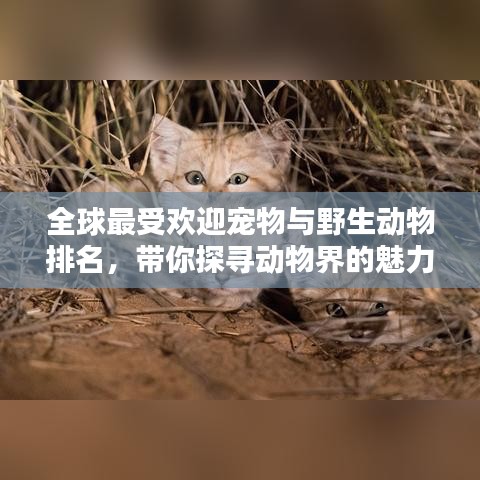 全球最受歡迎寵物與野生動物排名，帶你探尋動物界的魅力榜單！