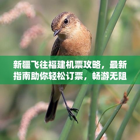 新疆飛往福建機票攻略，最新指南助你輕松訂票，暢游無阻！