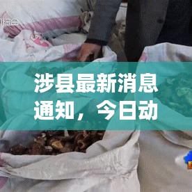 涉縣最新消息通知，今日動(dòng)態(tài)揭秘