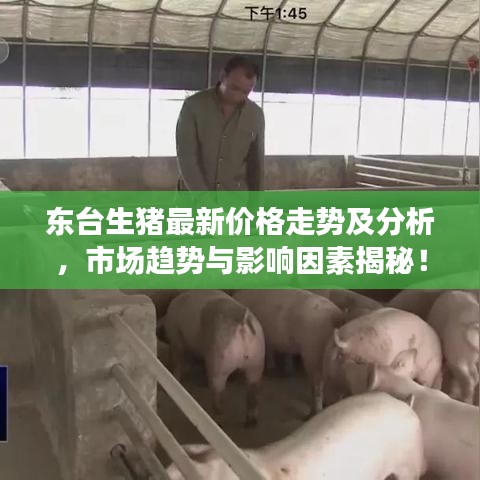 東臺生豬最新價格走勢及分析，市場趨勢與影響因素揭秘！