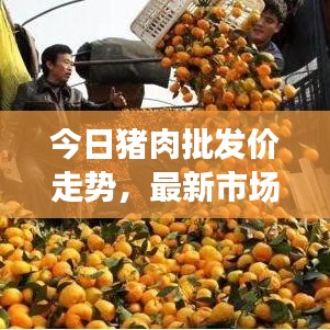今日豬肉批發(fā)價(jià)走勢，最新市場分析與預(yù)測