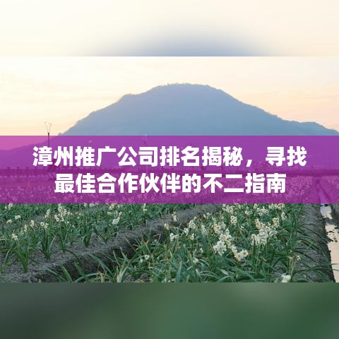 漳州推廣公司排名揭秘，尋找最佳合作伙伴的不二指南