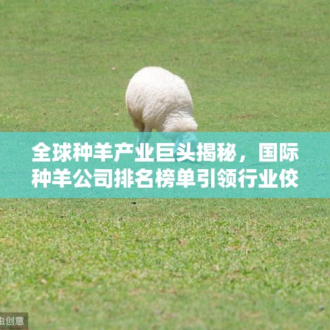 全球種羊產(chǎn)業(yè)巨頭揭秘，國際種羊公司排名榜單引領行業(yè)佼佼者