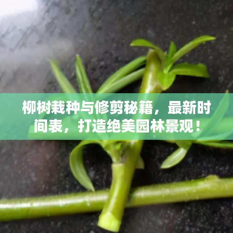 柳樹栽種與修剪秘籍，最新時(shí)間表，打造絕美園林景觀！