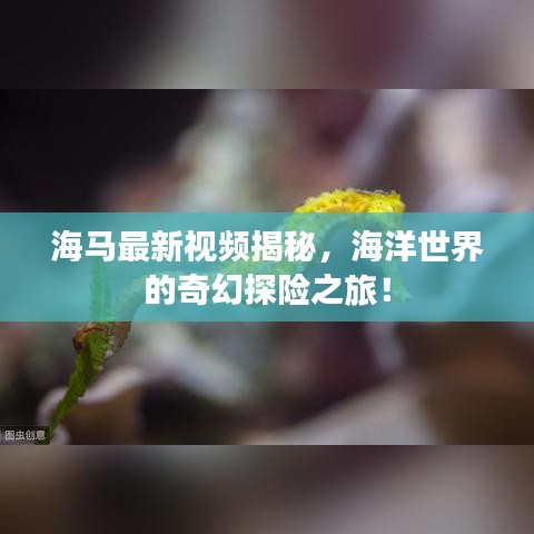 海馬最新視頻揭秘，海洋世界的奇幻探險(xiǎn)之旅！
