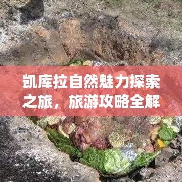 凱庫拉自然魅力探索之旅，旅游攻略全解析