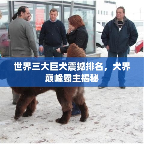 世界三大巨犬震撼排名，犬界巔峰霸主揭秘