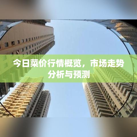 今日菜價行情概覽，市場走勢分析與預(yù)測