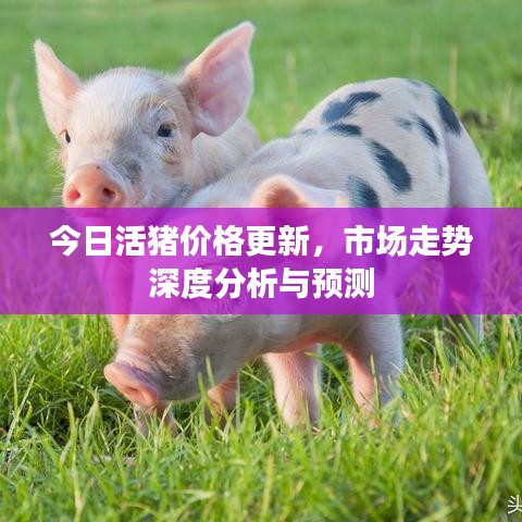 今日活豬價(jià)格更新，市場(chǎng)走勢(shì)深度分析與預(yù)測(cè)
