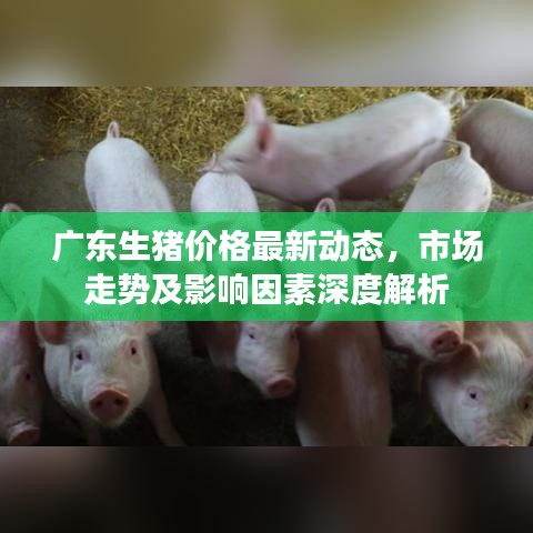 廣東生豬價(jià)格最新動(dòng)態(tài)，市場走勢及影響因素深度解析