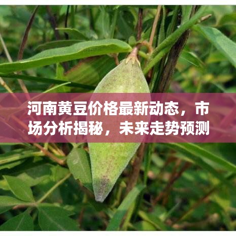 河南黃豆價(jià)格最新動(dòng)態(tài)，市場(chǎng)分析揭秘，未來(lái)走勢(shì)預(yù)測(cè)