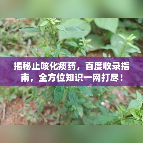 揭秘止咳化痰藥，百度收錄指南，全方位知識(shí)一網(wǎng)打盡！