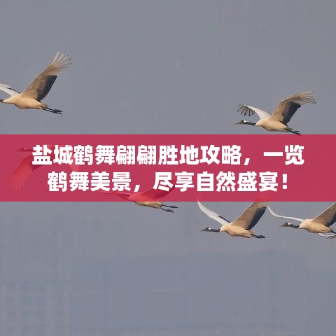鹽城鶴舞翩翩勝地攻略，一覽鶴舞美景，盡享自然盛宴！