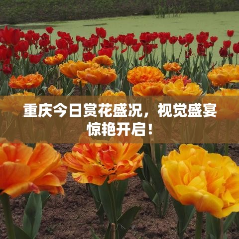 重慶今日賞花盛況，視覺盛宴驚艷開啟！