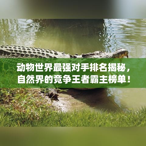 動物世界最強(qiáng)對手排名揭秘，自然界的競爭王者霸主榜單！