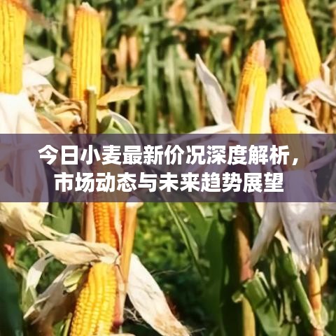 今日小麥最新價(jià)況深度解析，市場(chǎng)動(dòng)態(tài)與未來趨勢(shì)展望