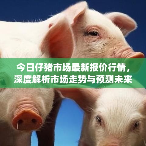 今日仔豬市場(chǎng)最新報(bào)價(jià)行情，深度解析市場(chǎng)走勢(shì)與預(yù)測(cè)未來趨勢(shì)