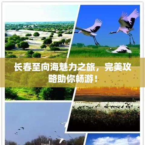長春至向海魅力之旅，完美攻略助你暢游！
