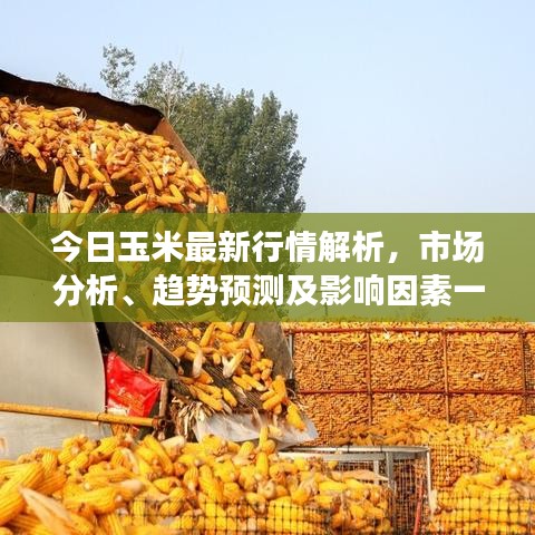 今日玉米最新行情解析，市場分析、趨勢預(yù)測及影響因素一網(wǎng)打盡！
