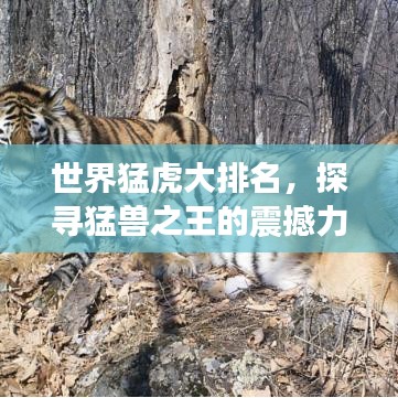 世界猛虎大排名，探尋猛獸之王的震撼力量與魅力