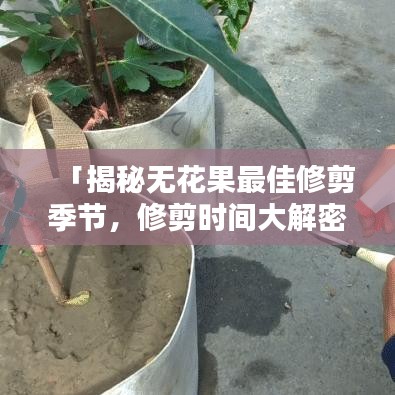「揭秘?zé)o花果最佳修剪季節(jié)，修剪時間大解密！」
