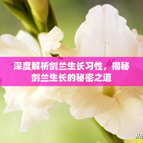 深度解析劍蘭生長(zhǎng)習(xí)性，揭秘劍蘭生長(zhǎng)的秘密之道