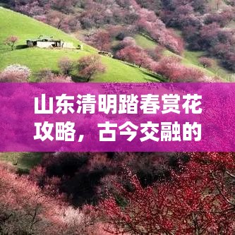 山東清明踏春賞花攻略，古今交融的魅力之旅