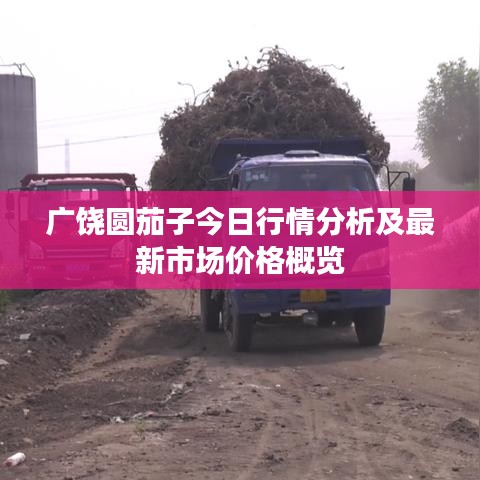 廣饒圓茄子今日行情分析及最新市場價格概覽
