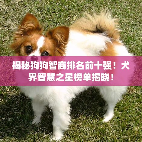 揭秘狗狗智商排名前十強(qiáng)！犬界智慧之星榜單揭曉！
