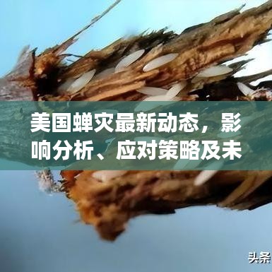 美國蟬災最新動態(tài)，影響分析、應對策略及未來展望