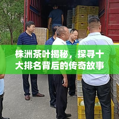 株洲茶葉揭秘，探尋十大排名背后的傳奇故事