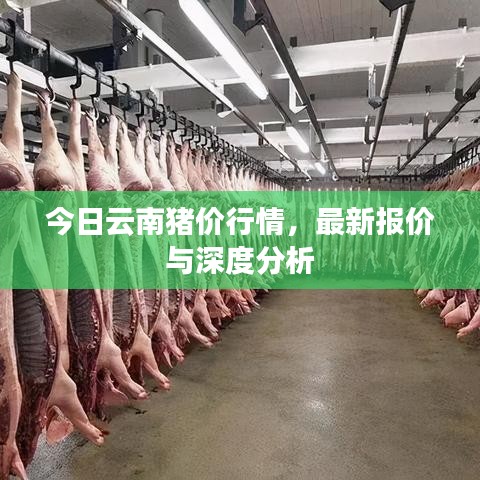 今日云南豬價(jià)行情，最新報(bào)價(jià)與深度分析