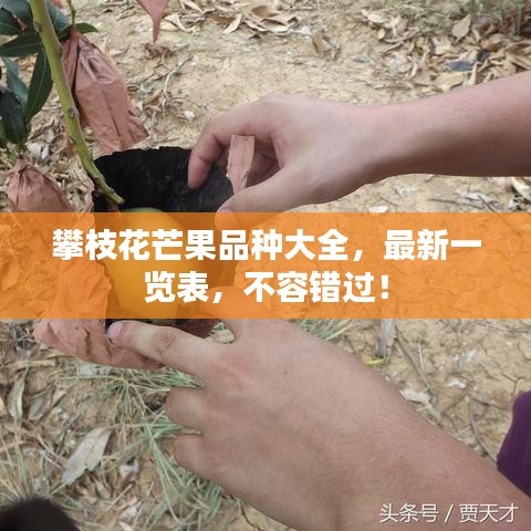 攀枝花芒果品種大全，最新一覽表，不容錯過！