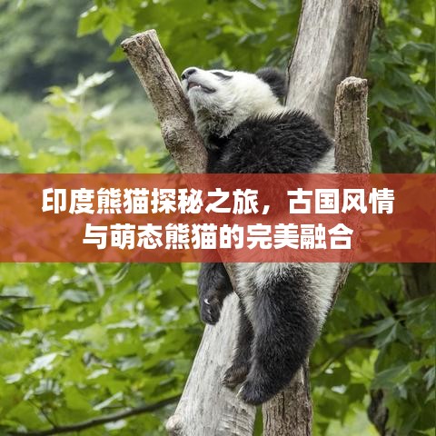 印度熊貓?zhí)矫刂?，古?guó)風(fēng)情與萌態(tài)熊貓的完美融合