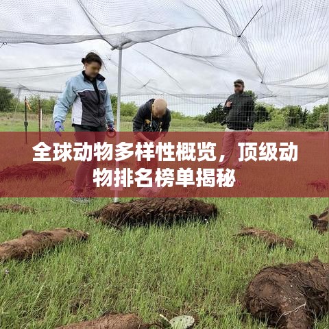 全球動(dòng)物多樣性概覽，頂級動(dòng)物排名榜單揭秘