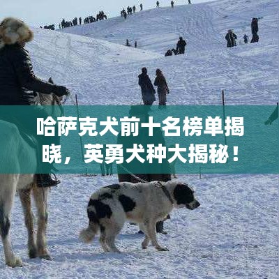 哈薩克犬前十名榜單揭曉，英勇犬種大揭秘！