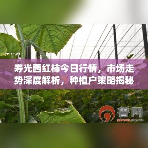 壽光西紅柿今日行情，市場走勢深度解析，種植戶策略揭秘